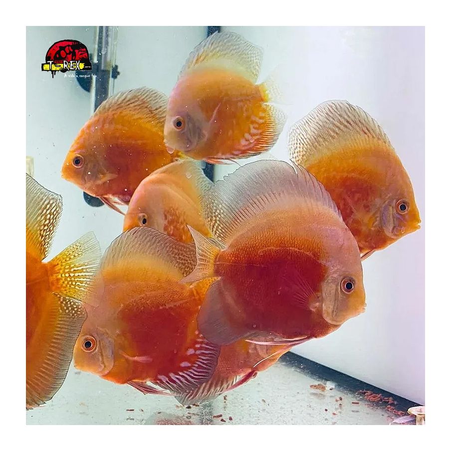 peixes acara disco a venda