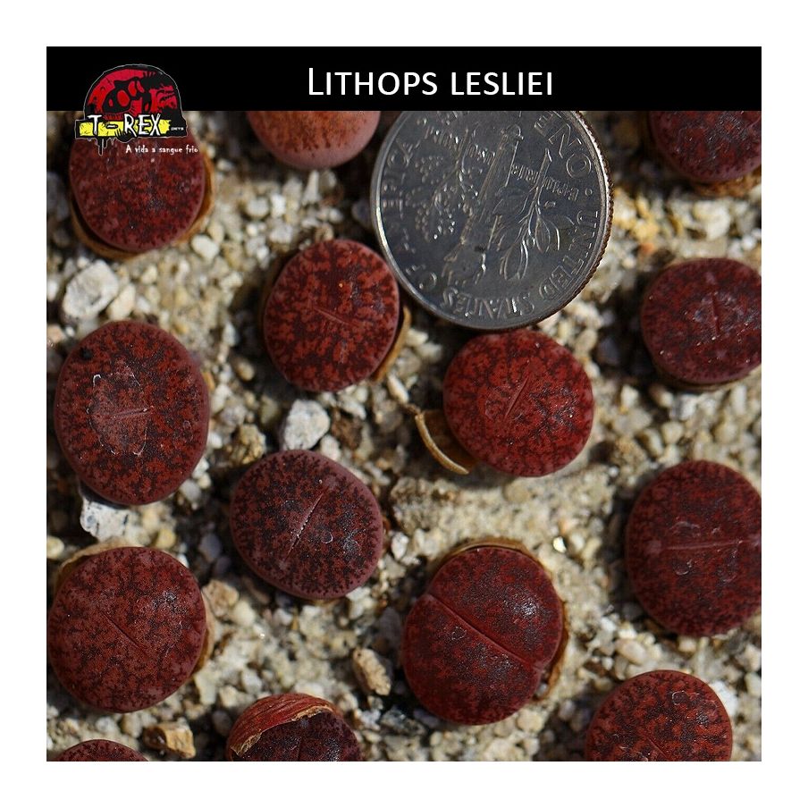 Lithops cacto pedra vermelho