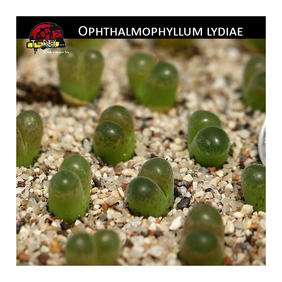 Pedras Vivas Lithops