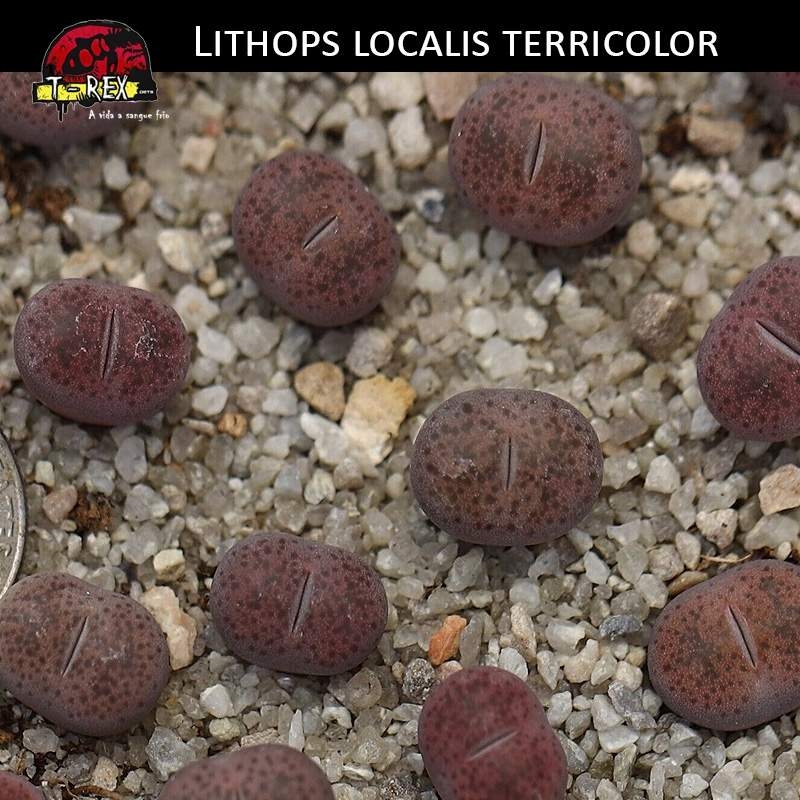 Venda de Lithops cacto pedra