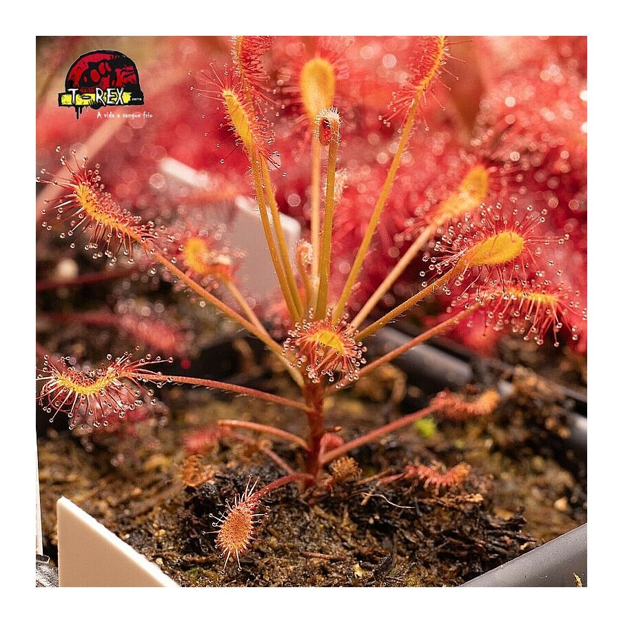 Comprar planta carnivora Drosera Affinis