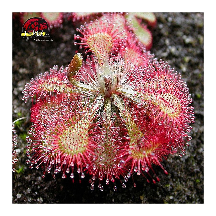 comprar muda planta carnivora Drosera Spatulata