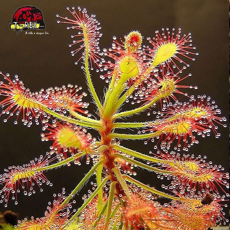 Comprar muda de planta carnivora drosera madagascariensis