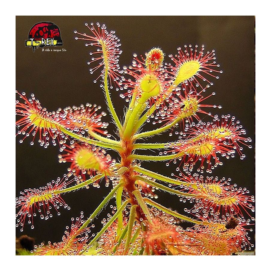 Comprar muda de planta carnivora drosera madagascariensis