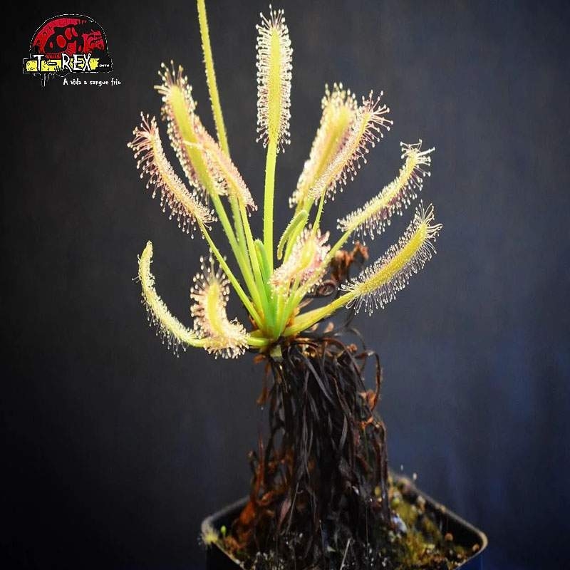 Comparar muda de planta carnivora Drosera capensis