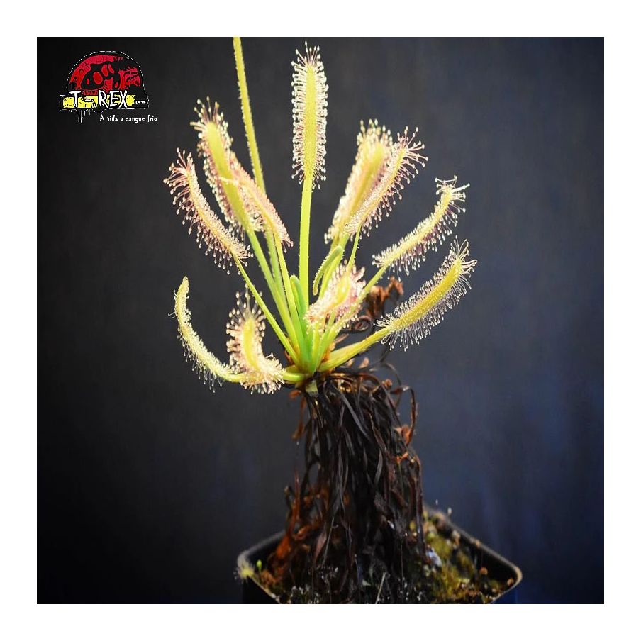 Comparar muda de planta carnivora Drosera capensis