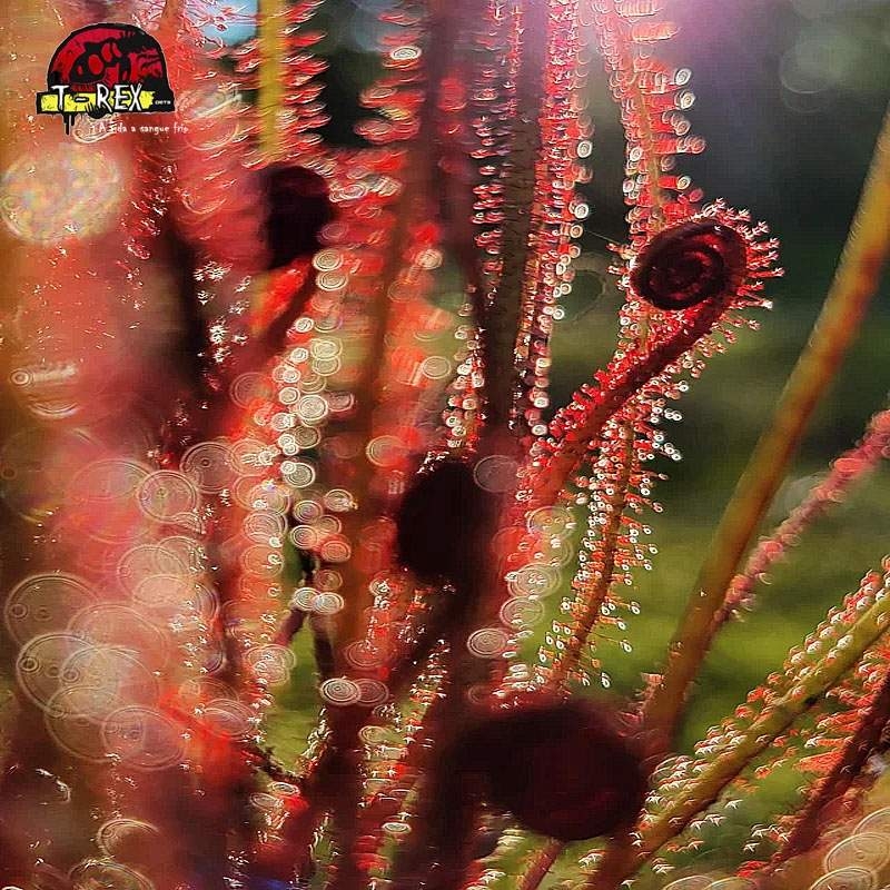 comprar planta carnivora Drosera filiformis red