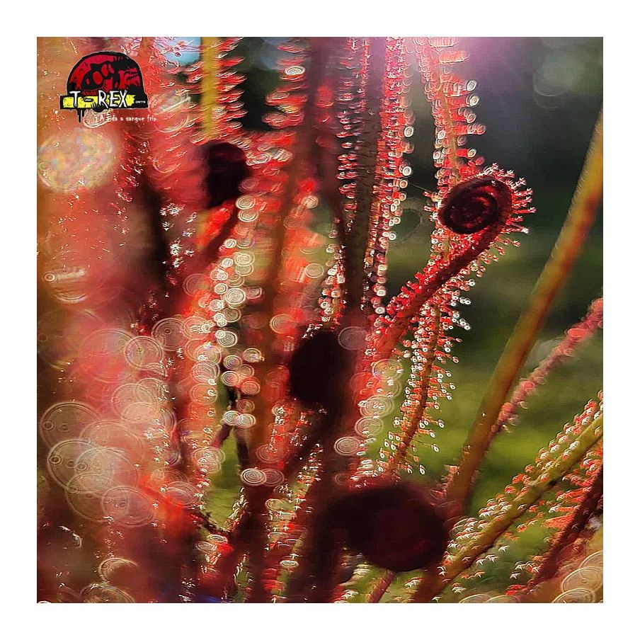 comprar planta carnivora Drosera filiformis red