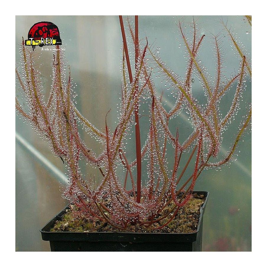 comprar planta carnivora drosera binata