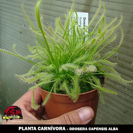 comprar mudinha de planta carnivora