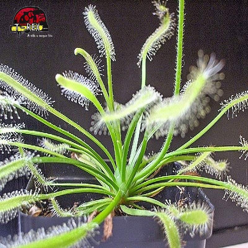 Comprar muda de planta carnivora drosera capensis alba