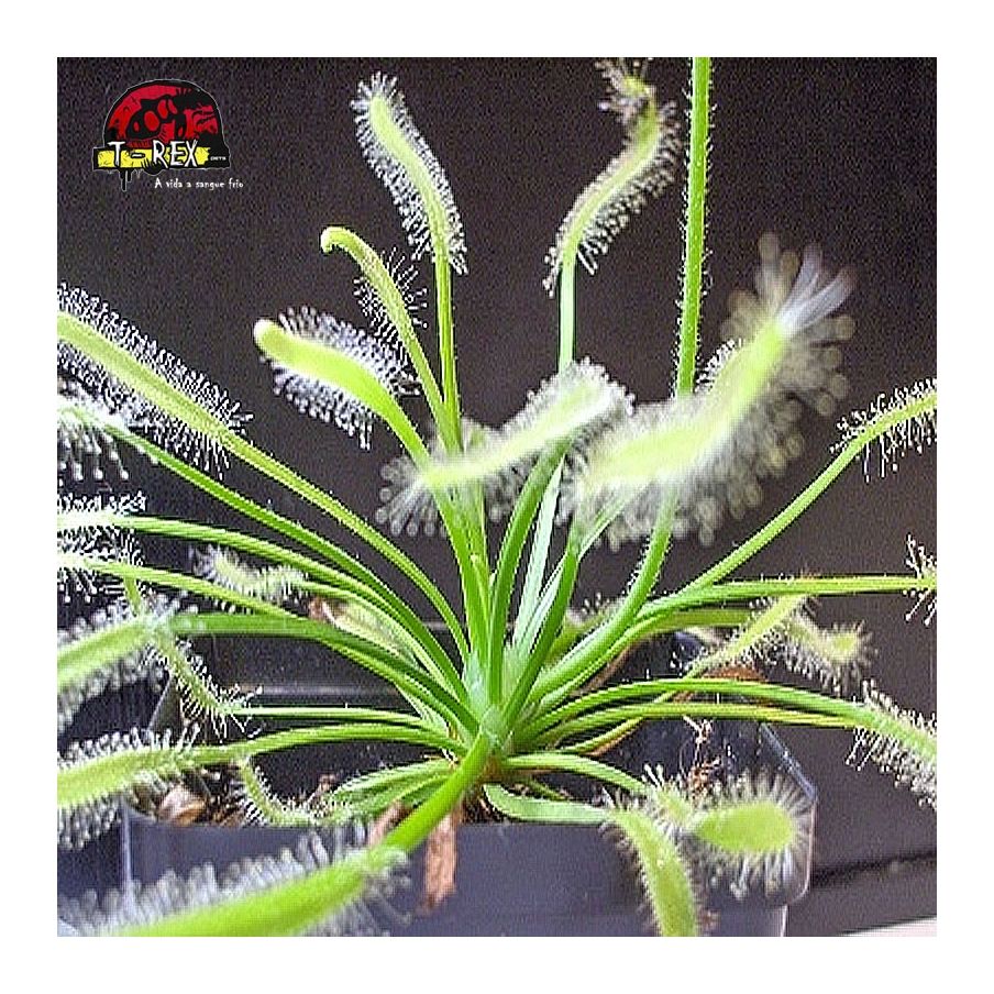 Comprar muda de planta carnivora drosera capensis alba