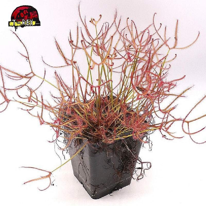 comprar planta carnivora drosera binata super red