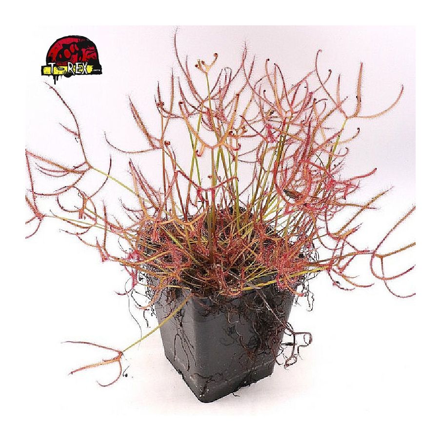 comprar planta carnivora drosera binata super red