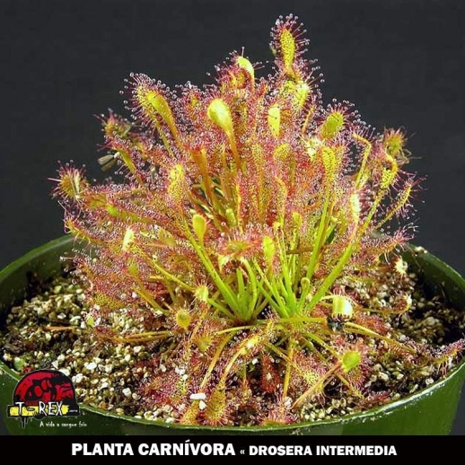 cultivar e comprar planta carnivora