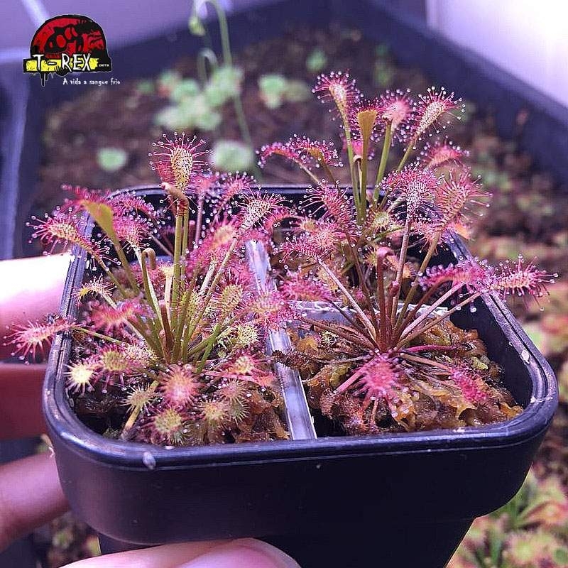 muda de planta carnivora drosera intermedia