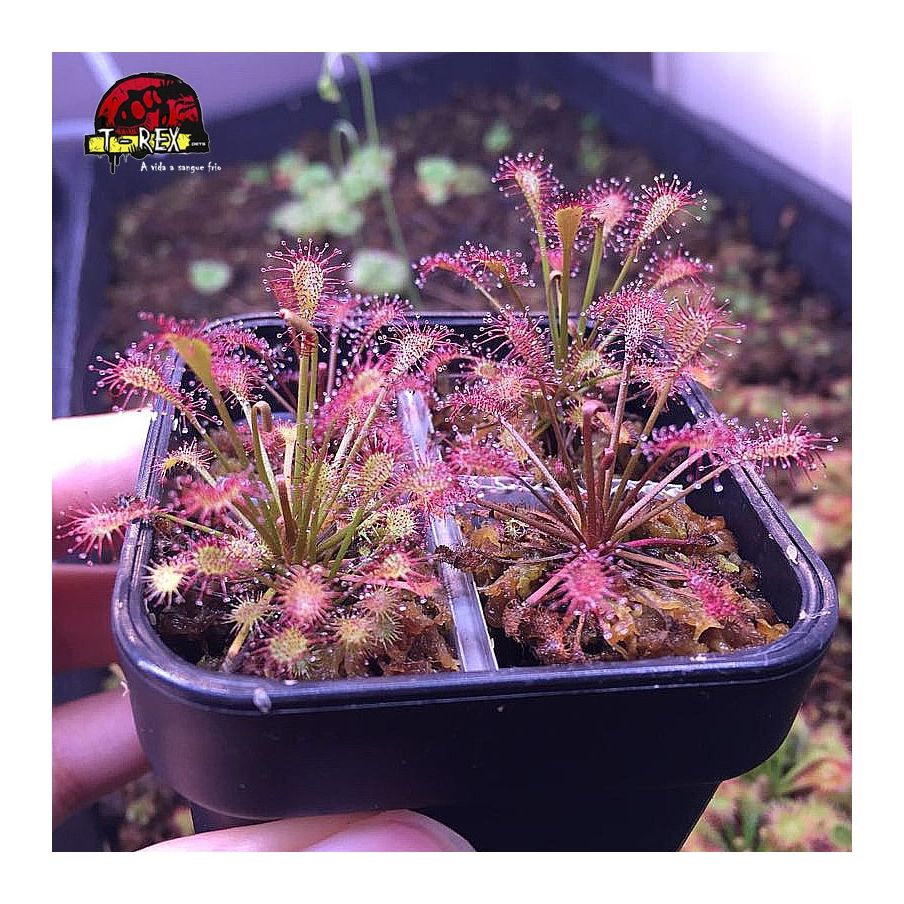 muda de planta carnivora drosera intermedia