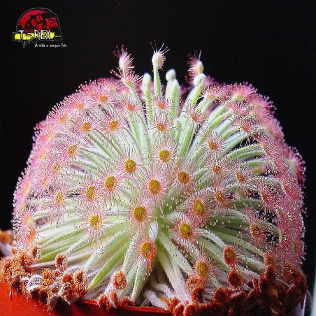 comprar planta carnivora Drosera derbyensis