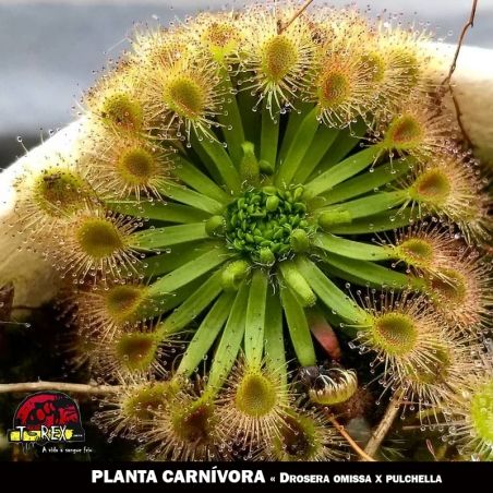 Drosera omissa x pulchella