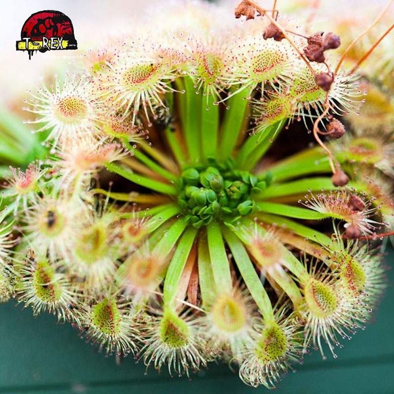 comprar planta carnivora drosera pulchella