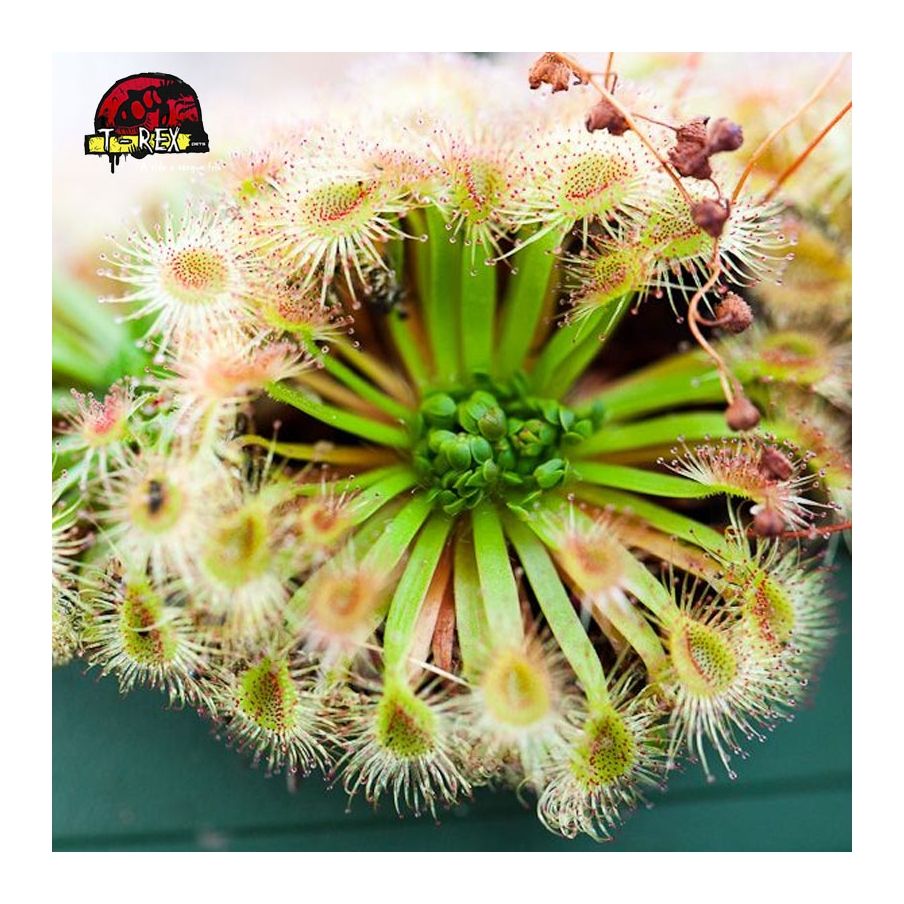 comprar planta carnivora drosera pulchella