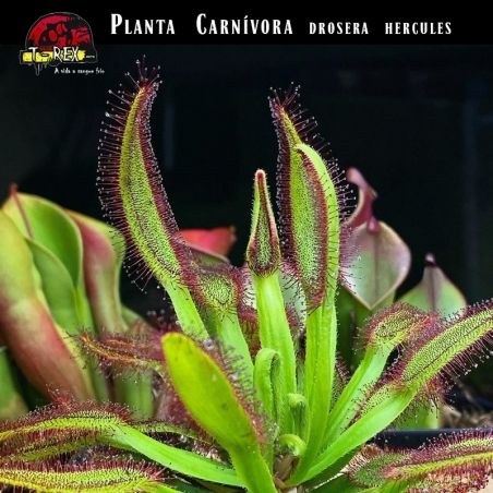 mudinha de planta carnivora hercules