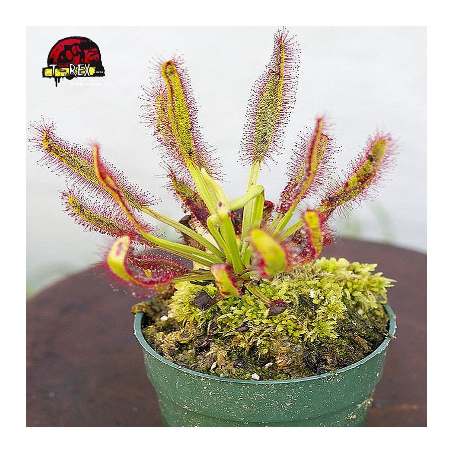 Comprar planta carnivora drosera hercules