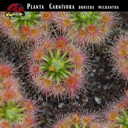 Planta carnivora drosera micrantha