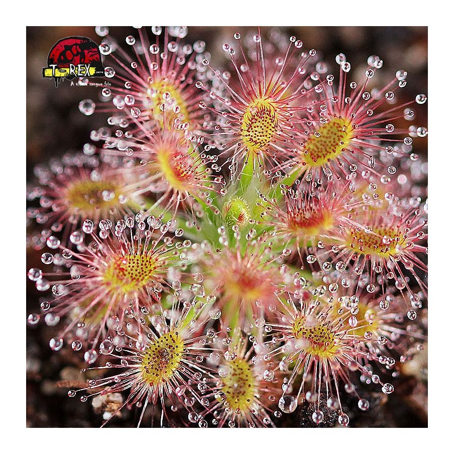 Comprar planta carnivora drosera micrantha