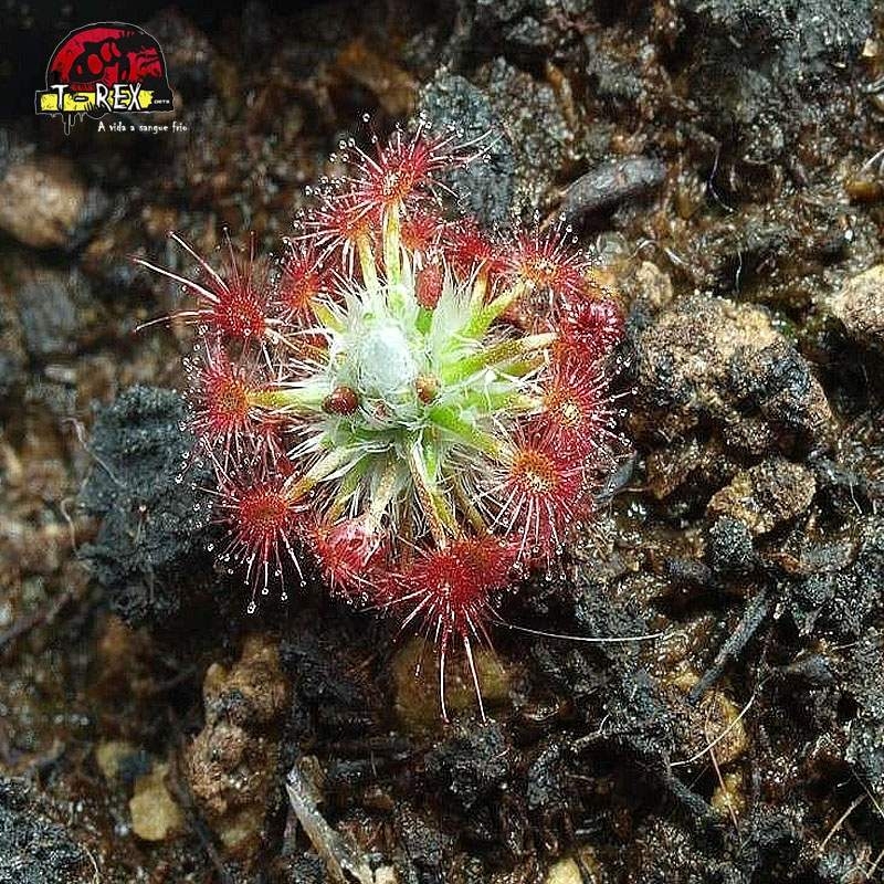 comprar planta carnivora drosera minutiflora