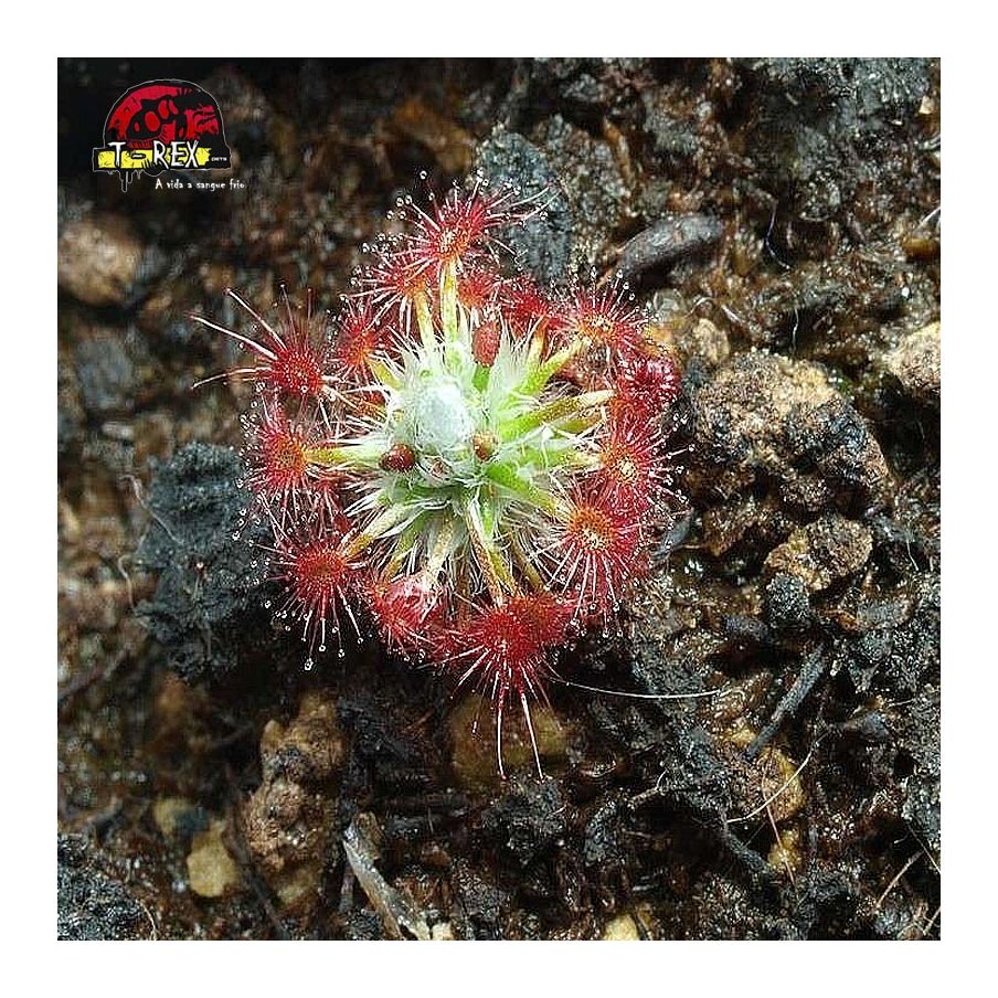 comprar planta carnivora drosera minutiflora