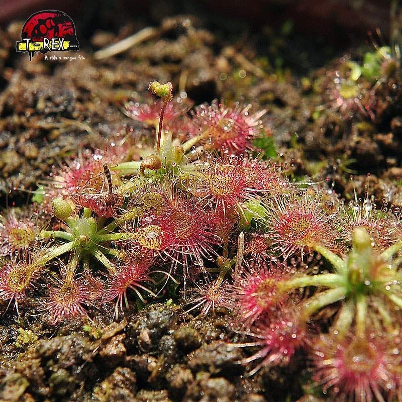 comprar planta carnivora drosera pigmia allantostigma