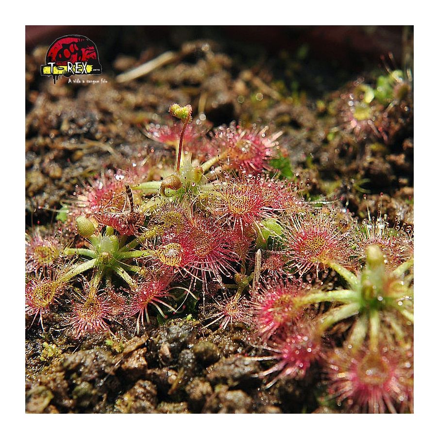 comprar planta carnivora drosera pigmia allantostigma