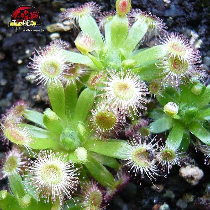 comprar planta carnivora drosera pigmeia narrikup