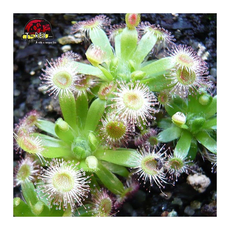 comprar planta carnivora drosera pigmeia narrikup