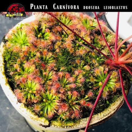 terrario de planta carnivora