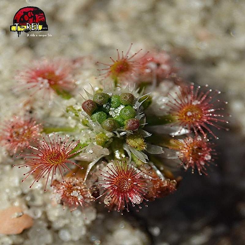 comprar planta carnivora drosera pigmeia leioblastus