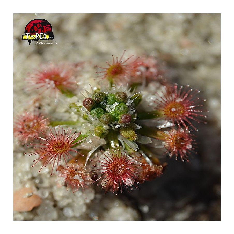 comprar planta carnivora drosera pigmeia leioblastus