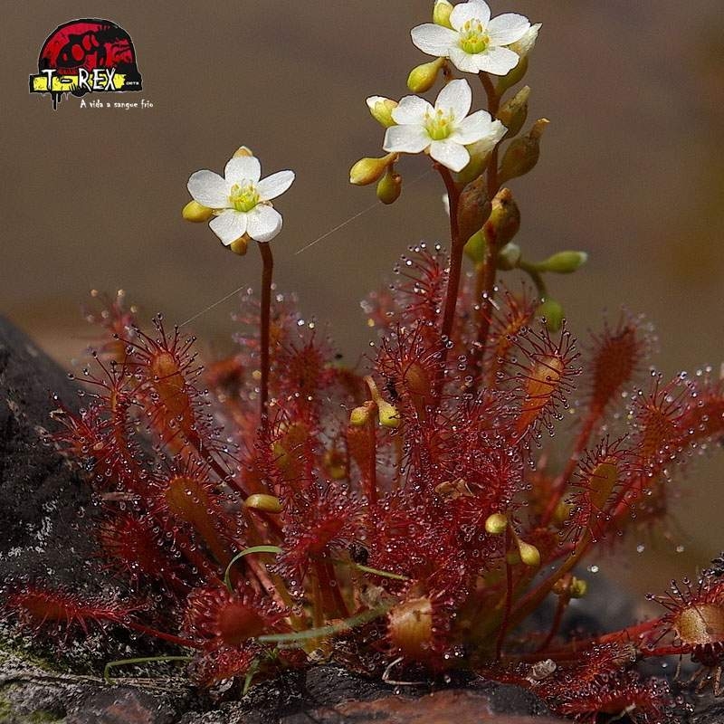 comprar planta carnivora drosera intermedia vermelha