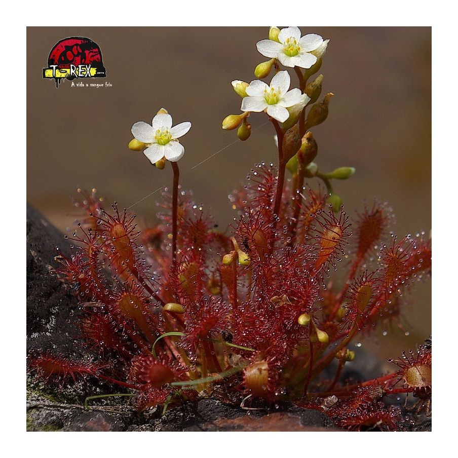 comprar planta carnivora drosera intermedia vermelha