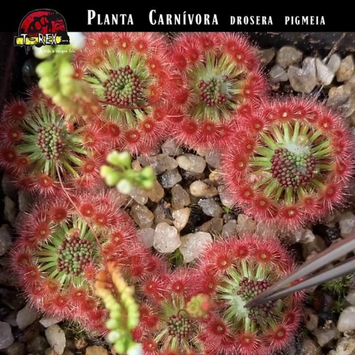 planta carnivora