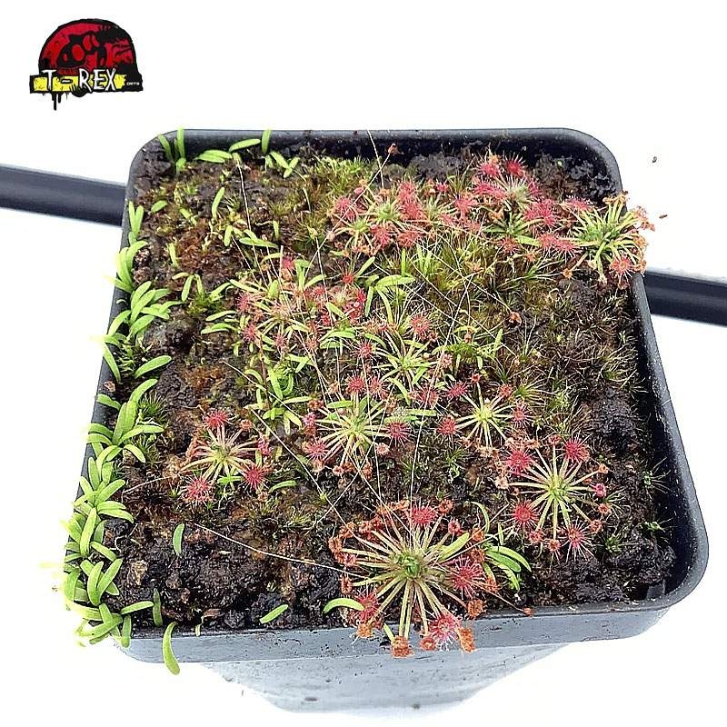 comprar planta carnivora drosera pigmeia