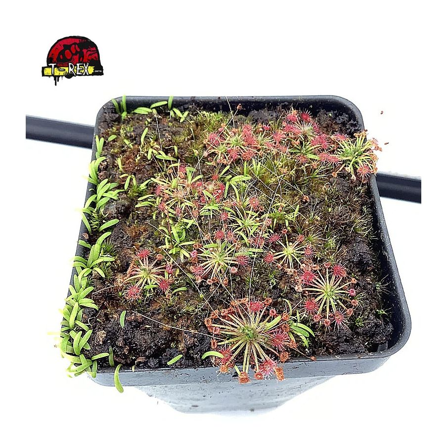 comprar planta carnivora drosera pigmeia