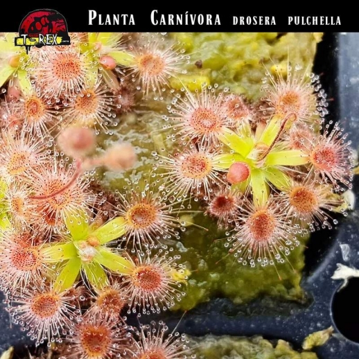 planta carnivora