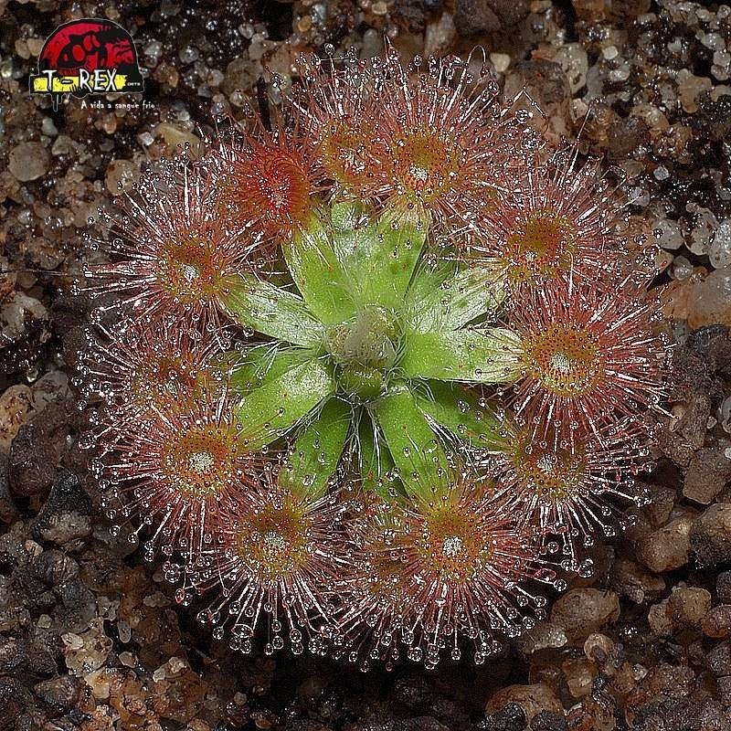 comprar planta carnivora drosera pullchella