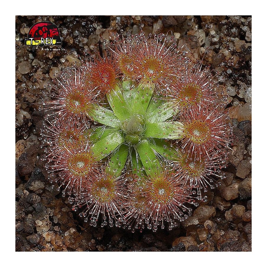 comprar planta carnivora drosera pullchella