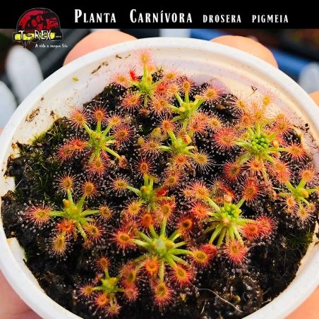 muda planta carnívora drosera pigmeia