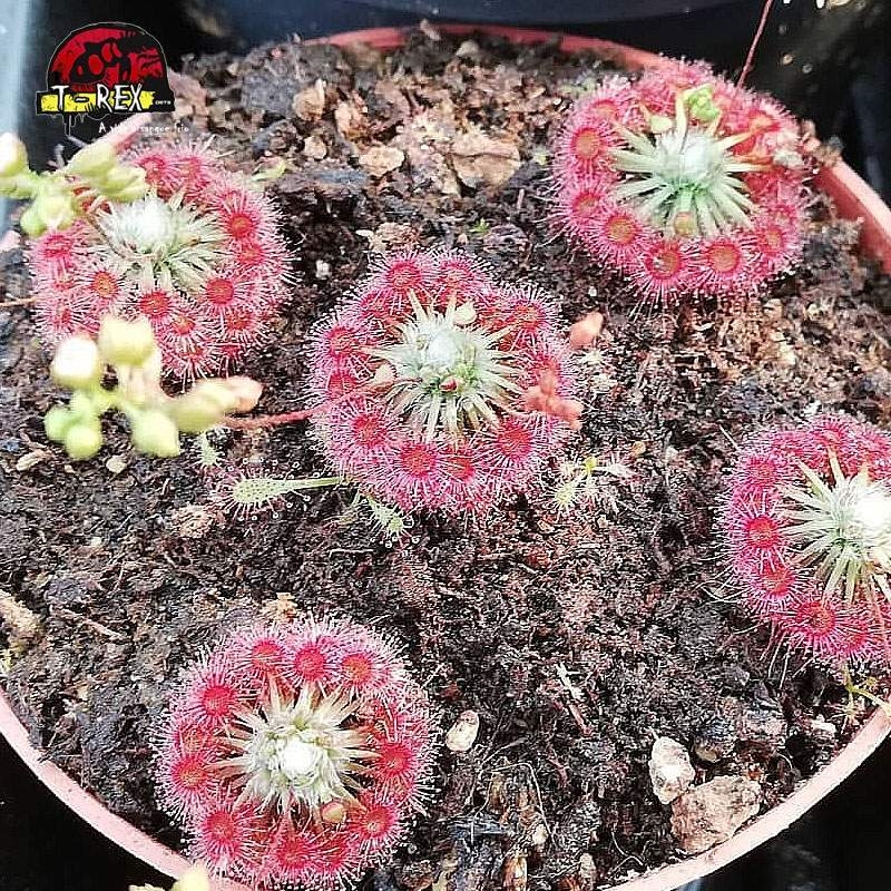 comprar muda de planta carnivora drosera pigmeia