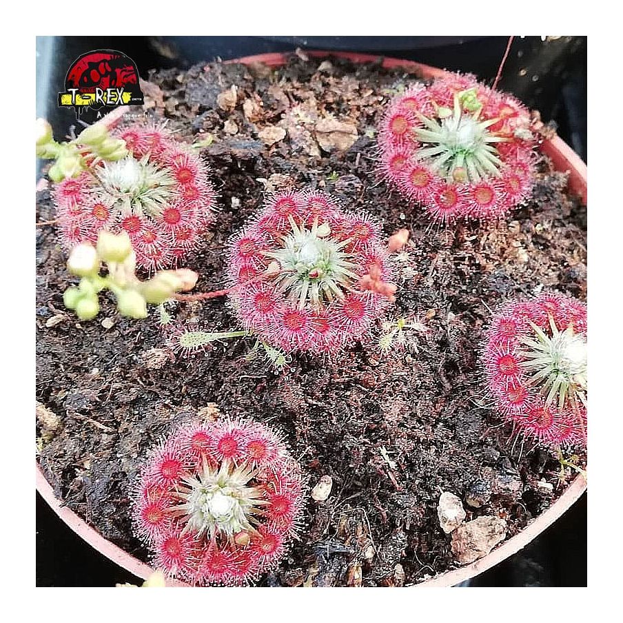 comprar muda de planta carnivora drosera pigmeia