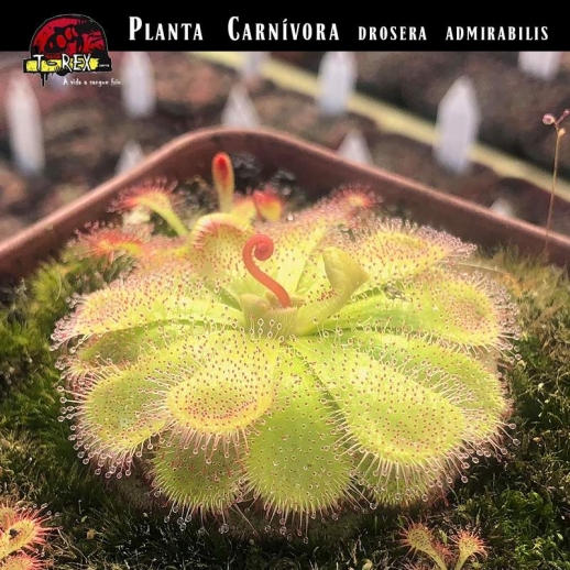 Muda planta carnivora drosera admirabilis